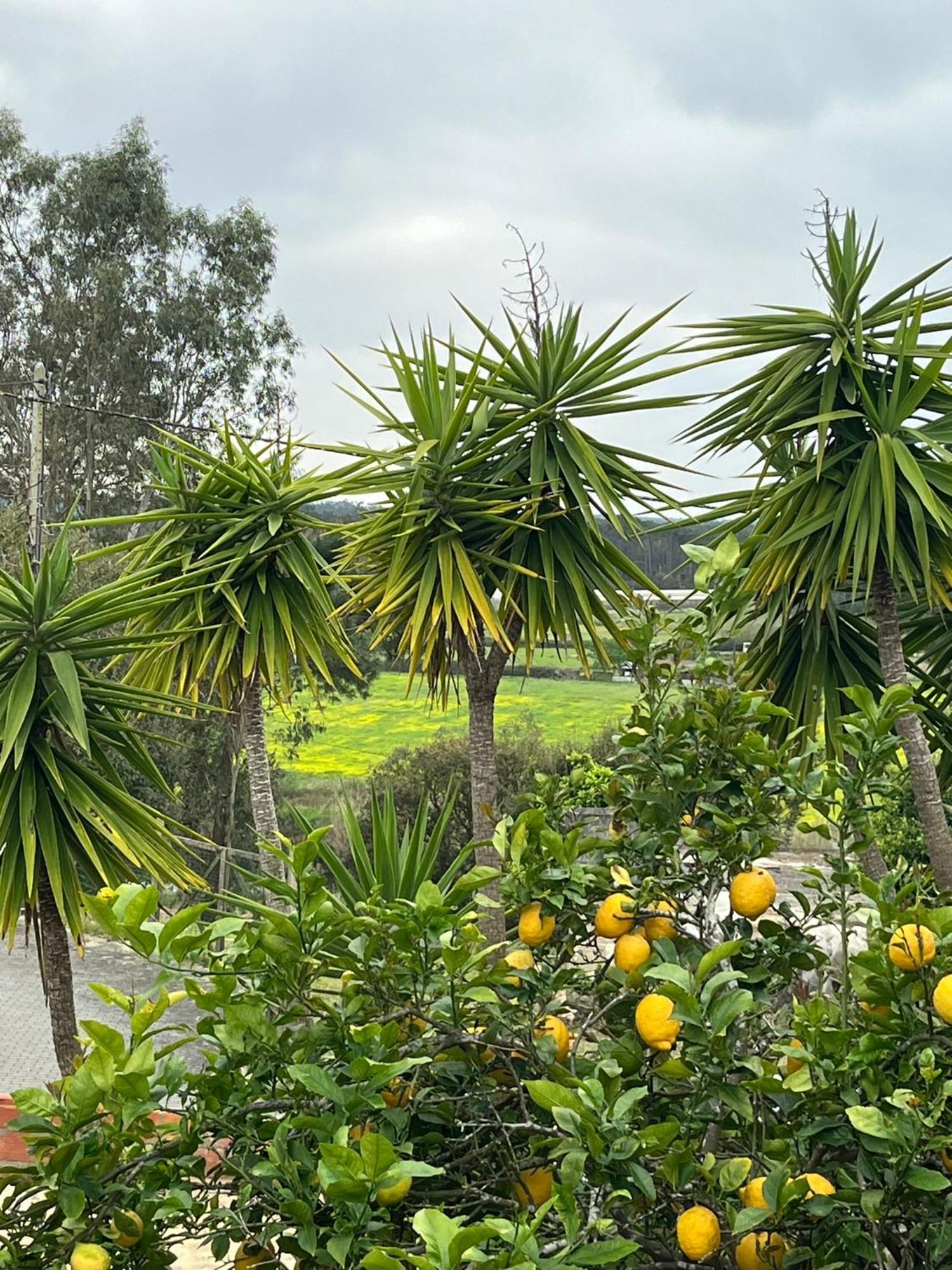 Casa Das Flores Leiria Silvercoast Portugal Monte Redondo ภายนอก รูปภาพ
